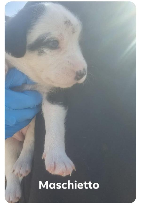 Cuccioli di taglia media piccola  Foto 4