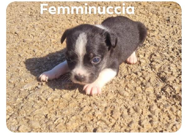 Cuccioli di taglia media piccola  Foto 5
