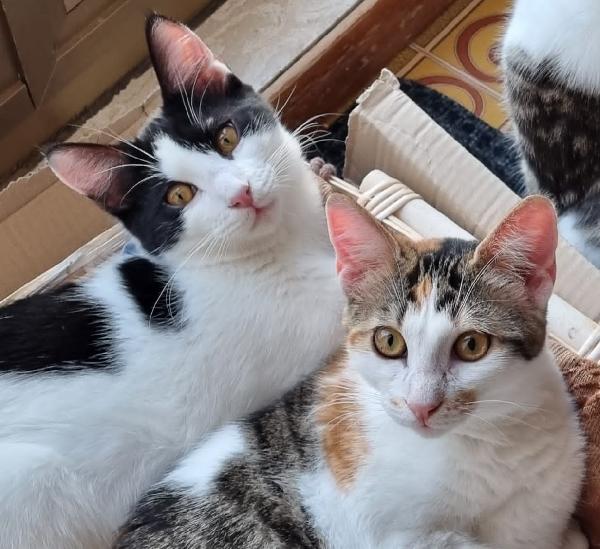 Nana' E Pongo: Mici Di 6 Mesi Cercano Famiglia