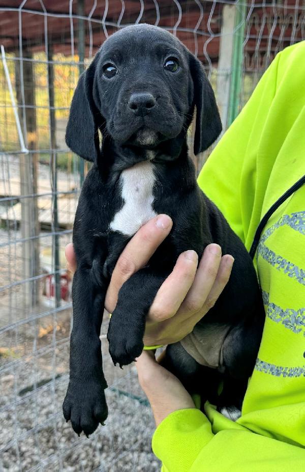 Cassiopea 2 Mesi Taglia Media 