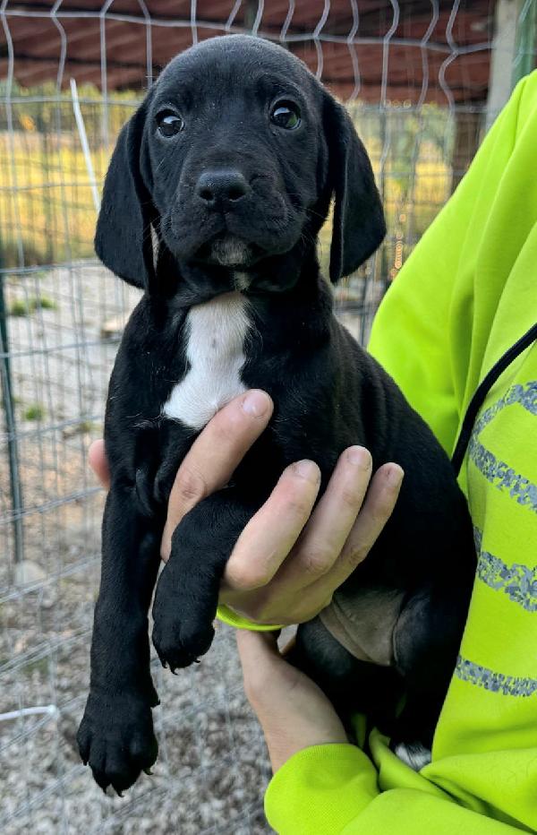 Cassiopea 2 mesi taglia media  Foto 2