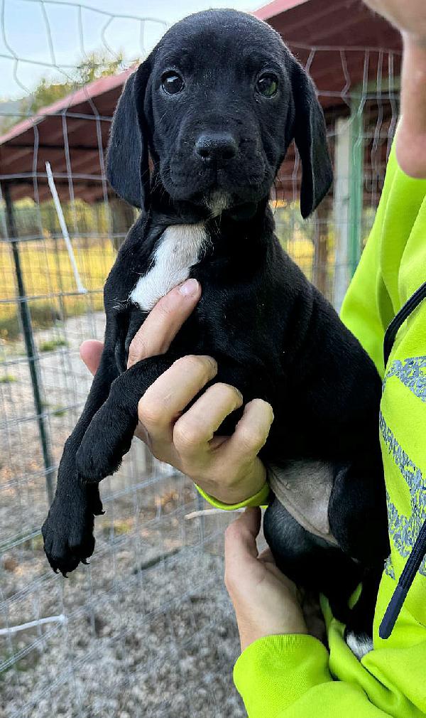 Cassiopea 2 mesi taglia media  Foto 4