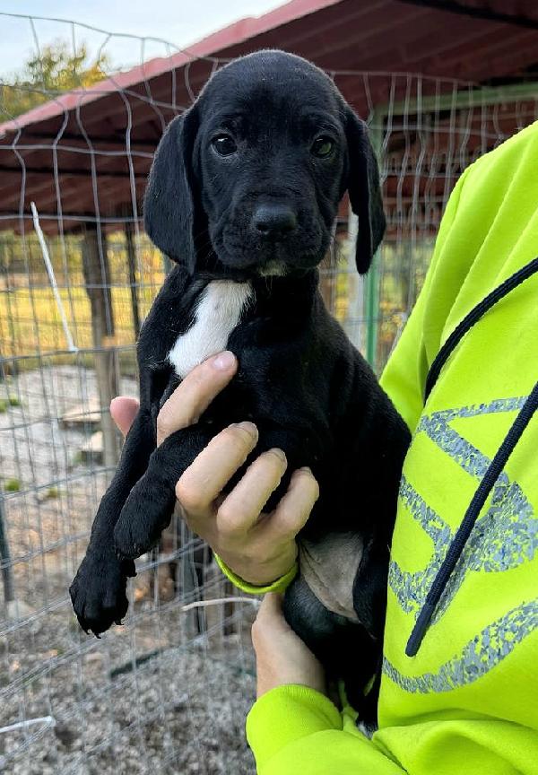 Cassiopea 2 mesi taglia media  Foto 5