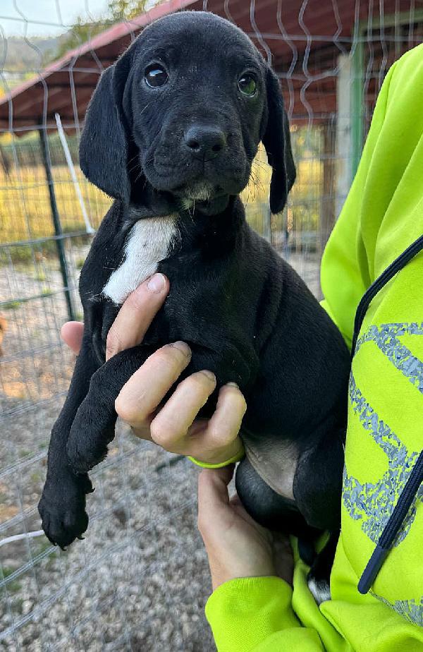 Cassiopea 2 mesi taglia media  Foto 6