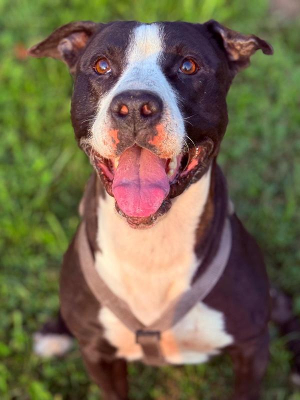 Pit Gran Giocherellone!