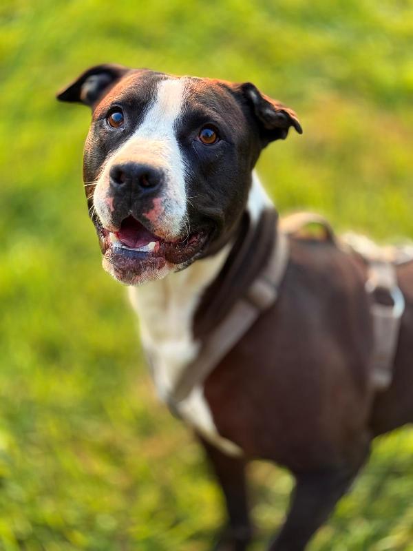 Pit gran giocherellone! Foto 2