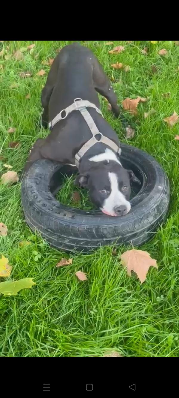 Pit gran giocherellone! Foto 3