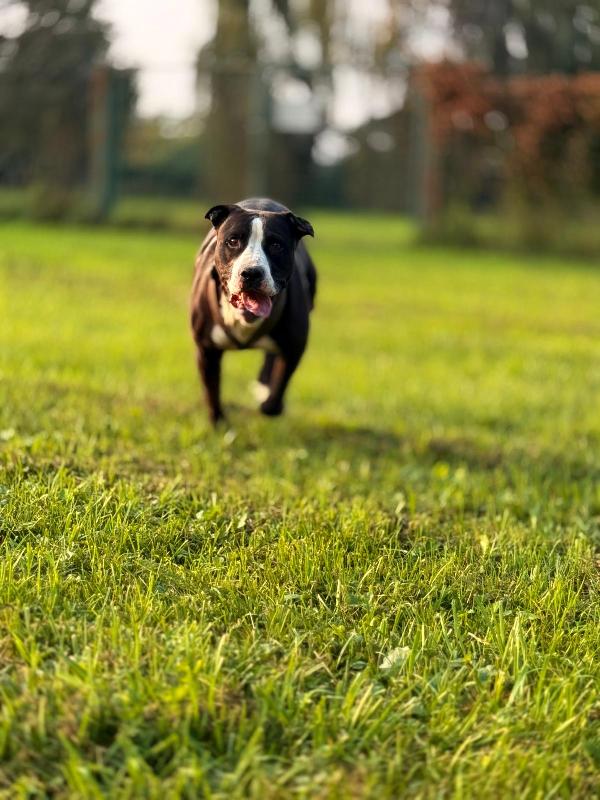 Pit gran giocherellone! Foto 4