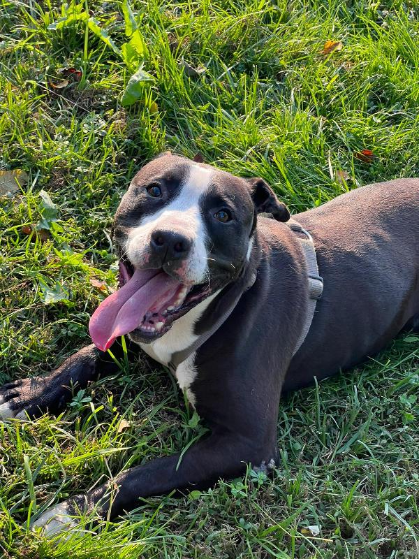 Pit gran giocherellone! Foto 5