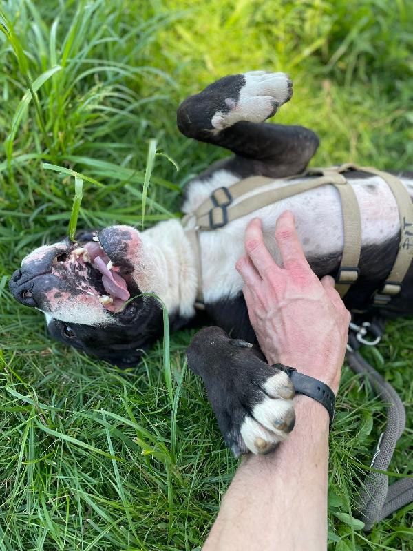 Pit gran giocherellone! Foto 7