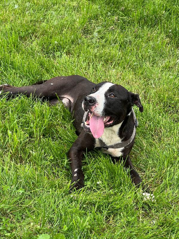 Pit gran giocherellone! Foto 8