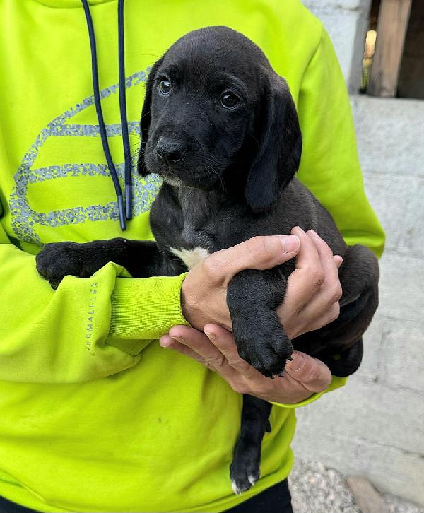 Sirius 2 Mesi Taglia Media 