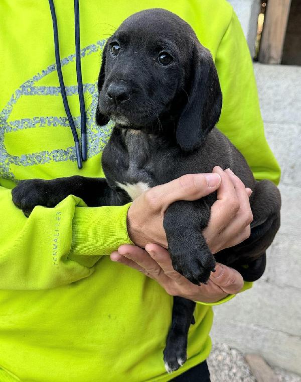 Sirius 2 mesi taglia media  Foto 2