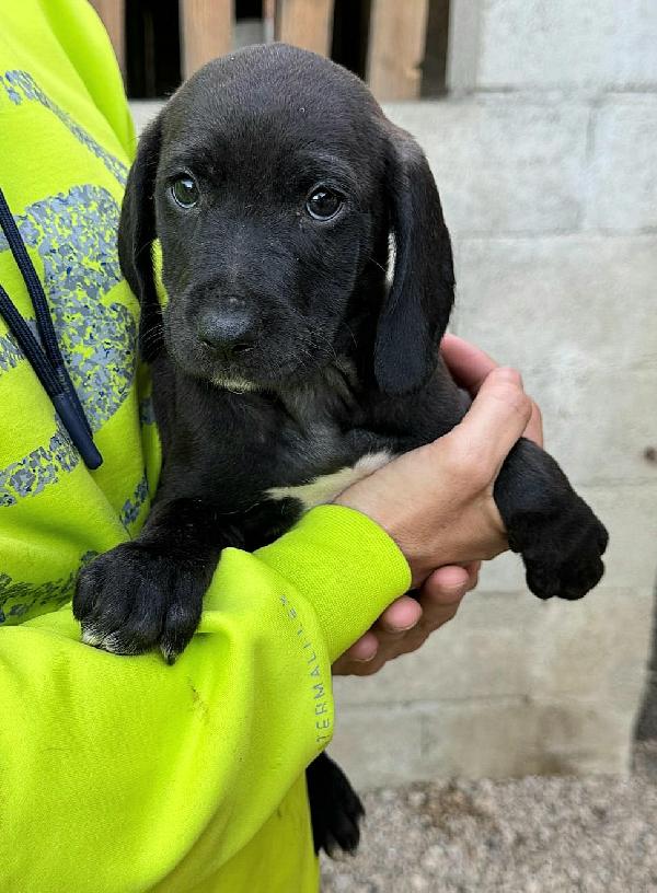 Sirius 2 mesi taglia media  Foto 3