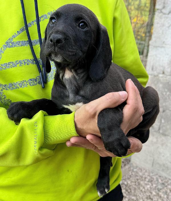 Sirius 2 mesi taglia media  Foto 4