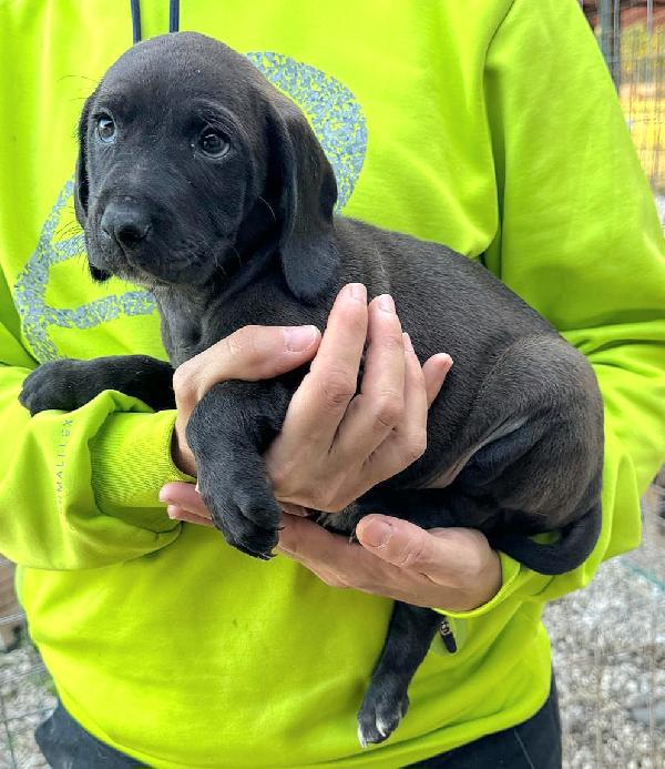 Sirius 2 mesi taglia media  Foto 5