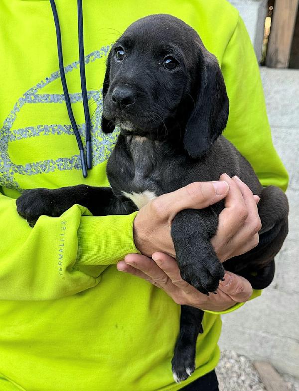 Sirius 2 mesi taglia media  Foto 6