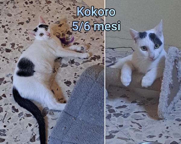 Miciottini bellissimi  Foto 4