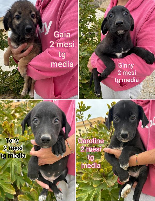 Cucciolotti Bellissimi