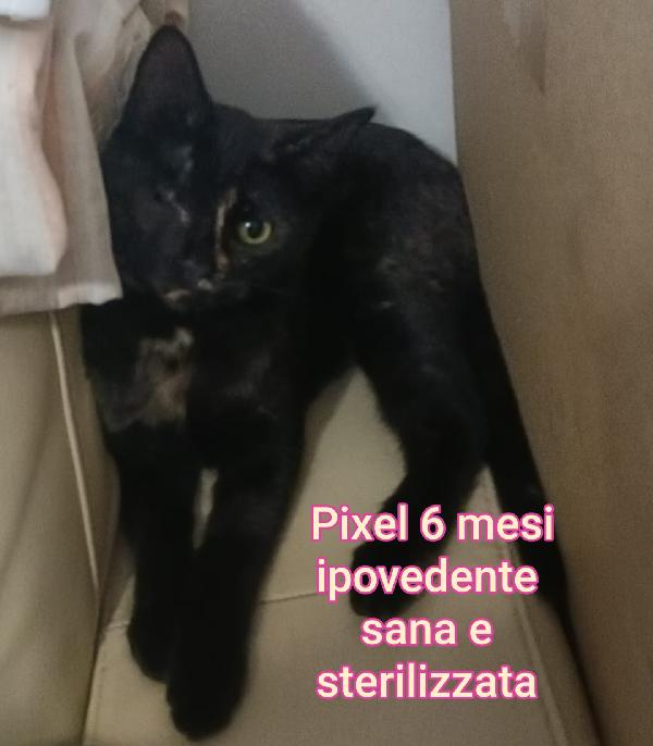 MICINI CERCANO FAMIGLIA  Foto 8