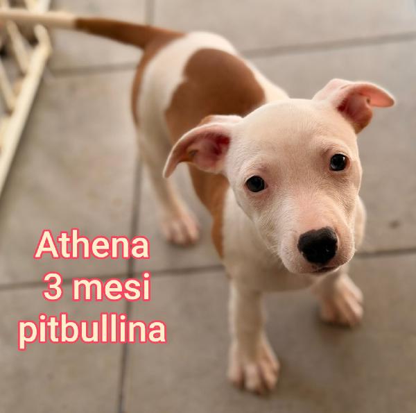 Cuccioli in adozione!!! Foto 3