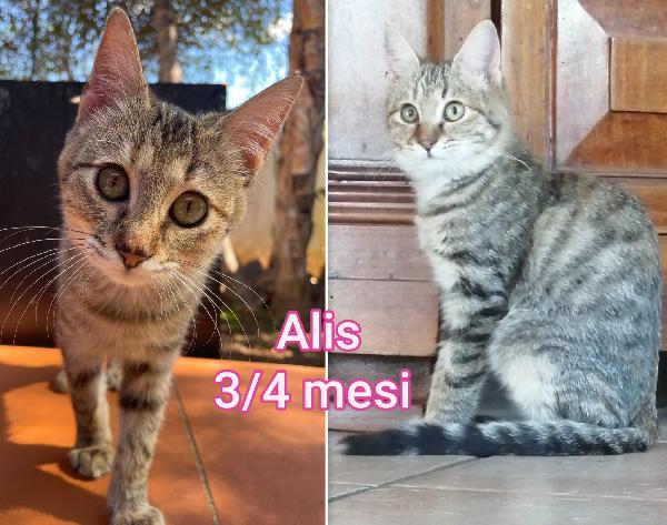 Micetti abbandonati: dai 3 mesi Foto 3