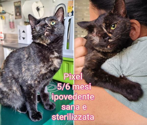 Micetti abbandonati: dai 3 mesi Foto 4