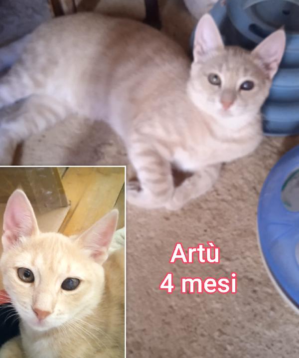 Micetti abbandonati: dai 3 mesi Foto 6