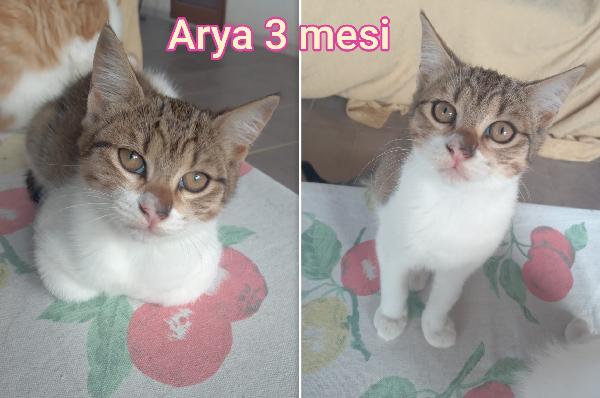 Micetti abbandonati: dai 3 mesi Foto 7