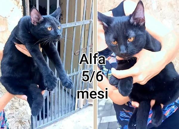 Micetti abbandonati: dai 3 mesi Foto 10