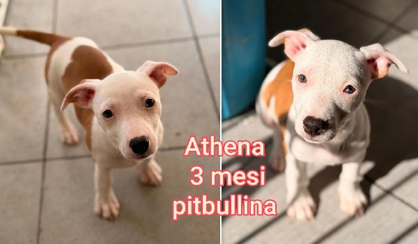 Adozioni per questi cuccioli  Foto 2