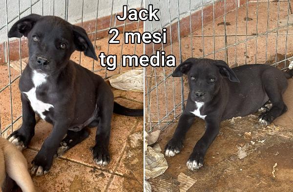 Adozioni per questi cuccioli  Foto 3