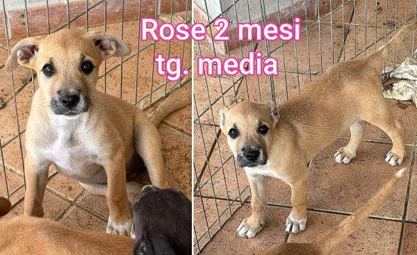 Adozioni per questi cuccioli  Foto 5