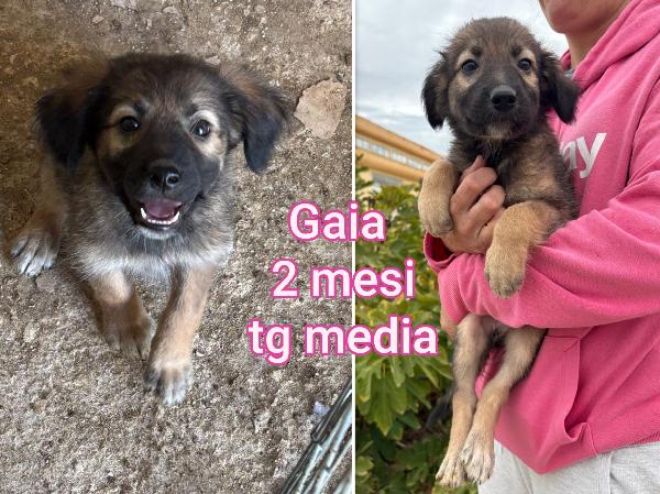 Adozioni per questi cuccioli  Foto 7