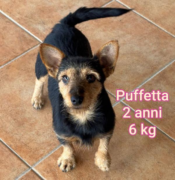 Piccoli Cagnolini! Da Salvare 