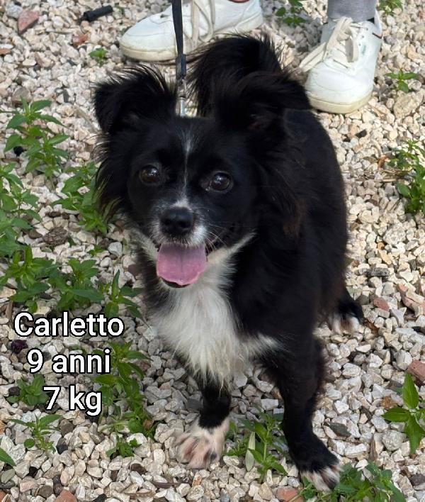 Piccoli cagnolini! Da salvare  Foto 2