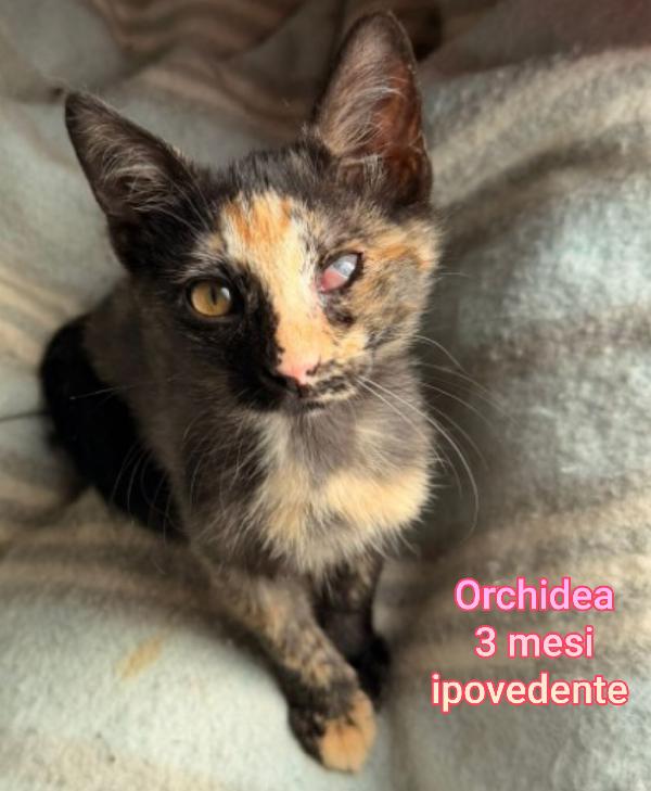 URGENTI ADOZIONI MICETTI  Foto 3