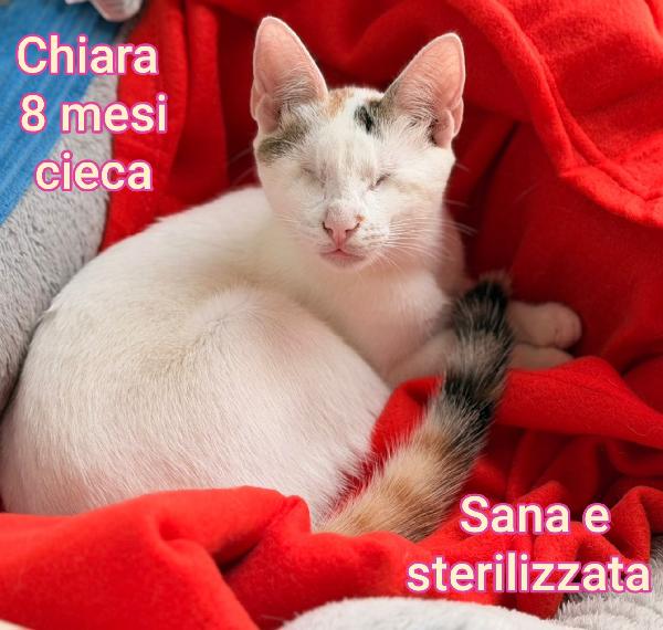 URGENTI ADOZIONI MICETTI  Foto 8