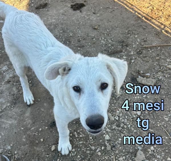 Tanti cuccioli aspettano una casa  Foto 9