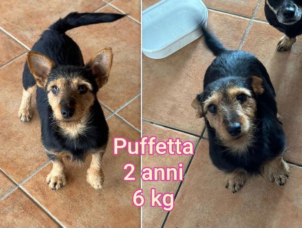 Cagnolini di taglia piccola  Foto 2