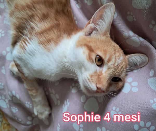 GATTINI: SIAMO AL COLLASSO  Foto 5