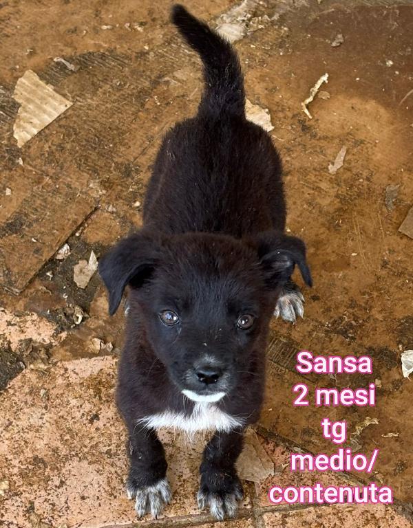 Cucciolini Da Adottare 