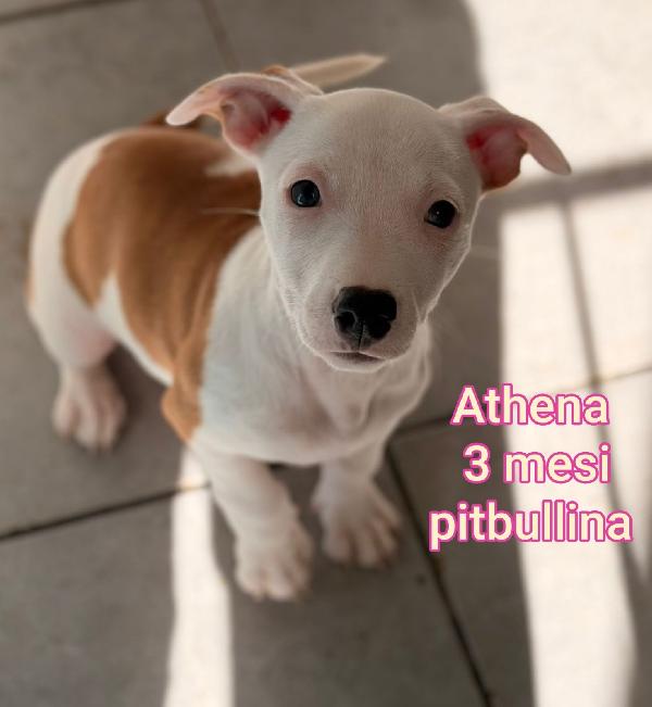 Cucciolini da adottare  Foto 3