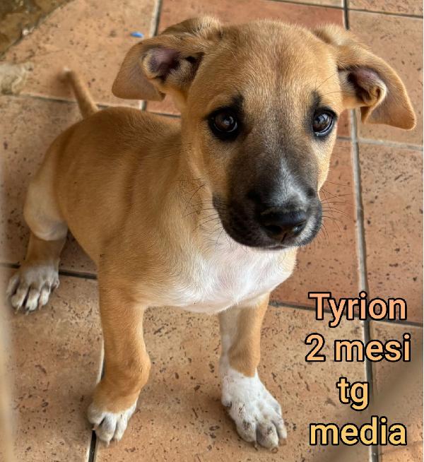 Cucciolini da adottare  Foto 4