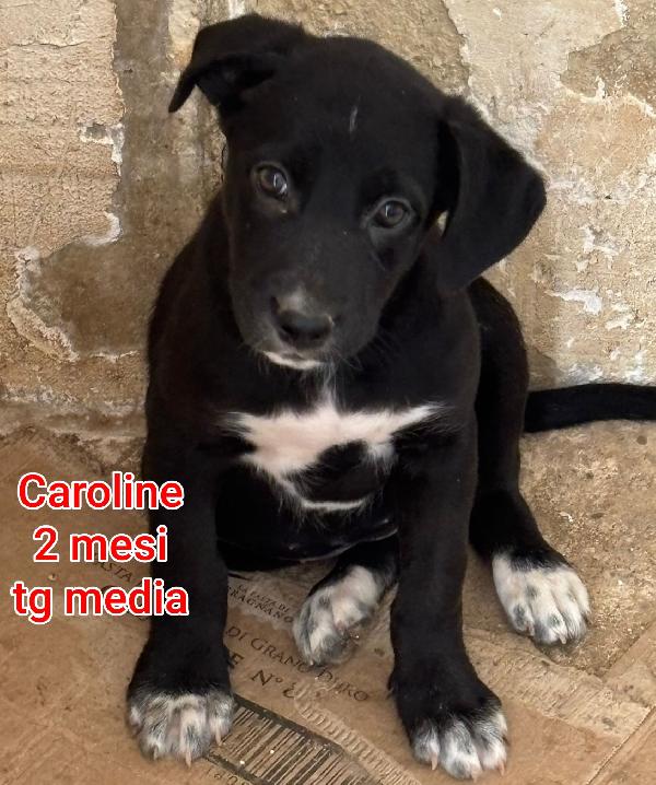 Cucciolini da adottare  Foto 6