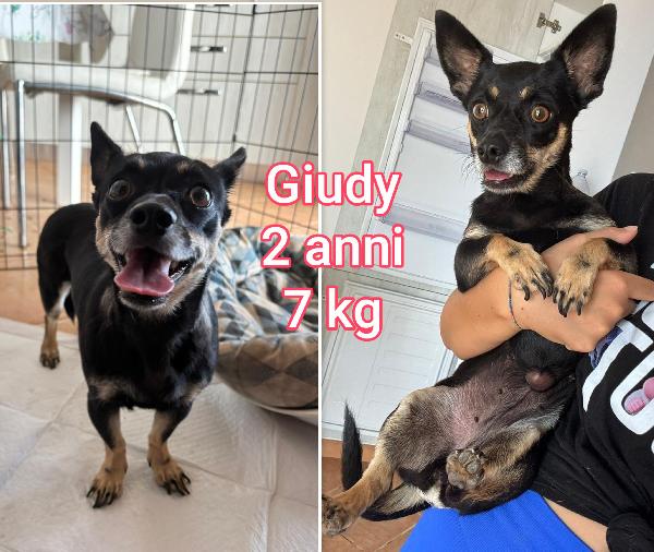 CANI PICCOLI E MEDIOPICCOLI  Foto 5