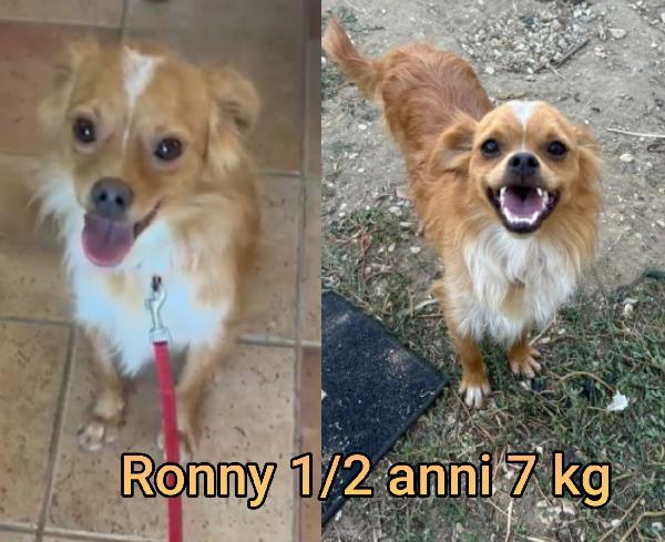 CANI PICCOLI E MEDIOPICCOLI  Foto 6