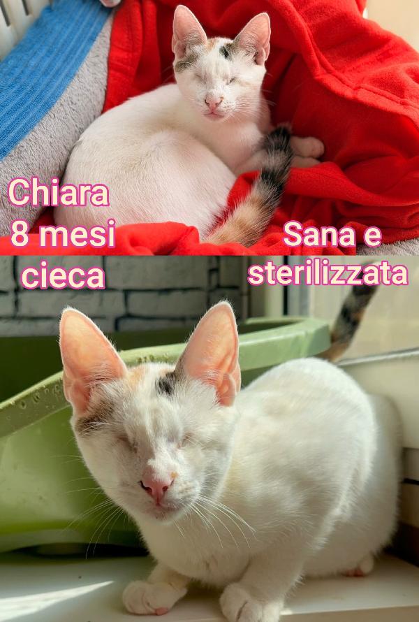 Telefona x salvare un micio  Foto 5