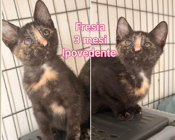 Telefona x salvare un micio  Foto 7