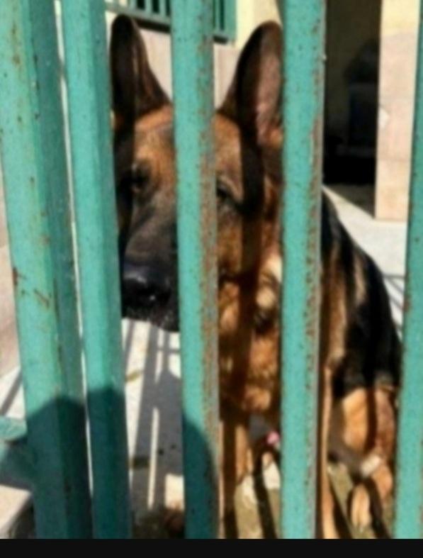 Pastore Tedesco Giovane E Sfortunato Pavia 